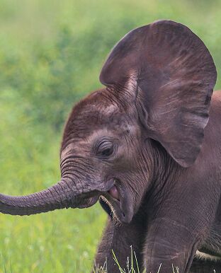Camp Atzaró Okavango